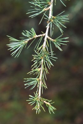 Cedrus atlantica - cedr atlantský - konec větévky